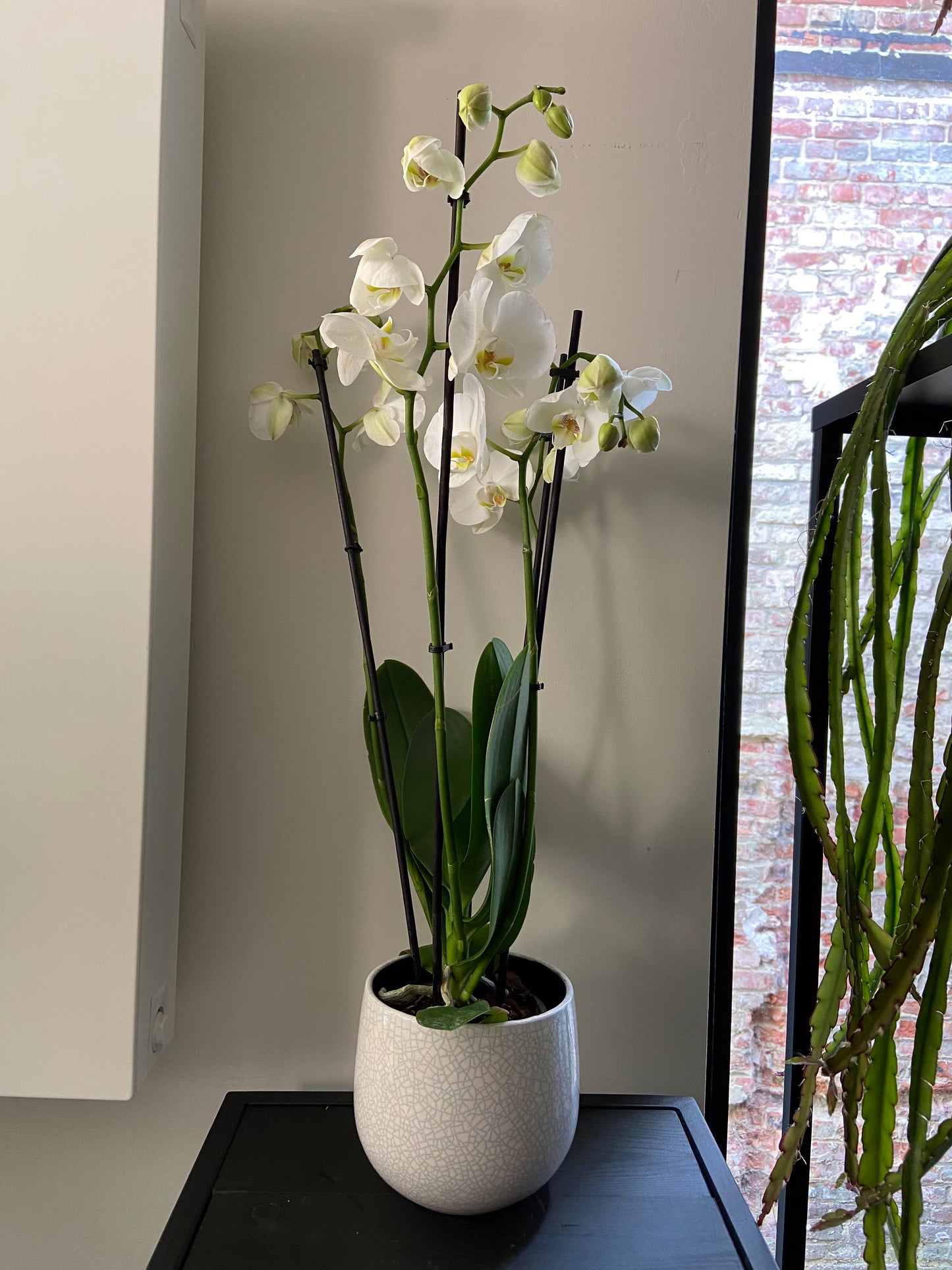 Klassieke Combinatie: Witte Orchidee in Cracquelé Pot