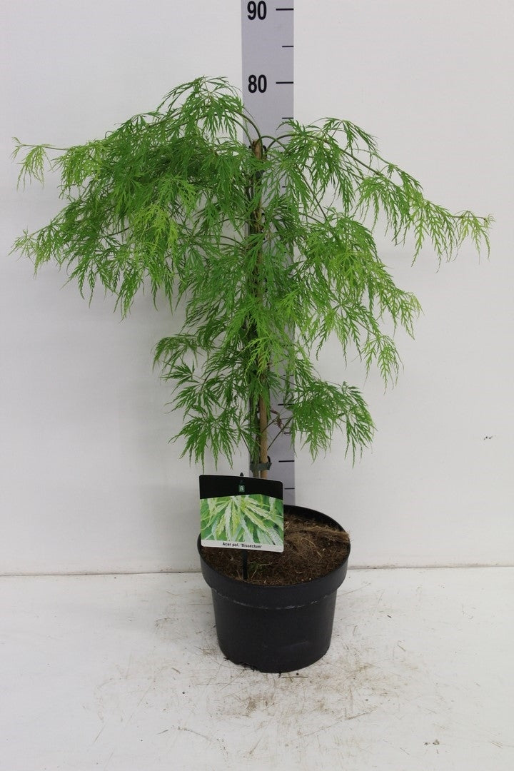 Acer Palmatum 'Dissectum' (Japanse Esdoorn)