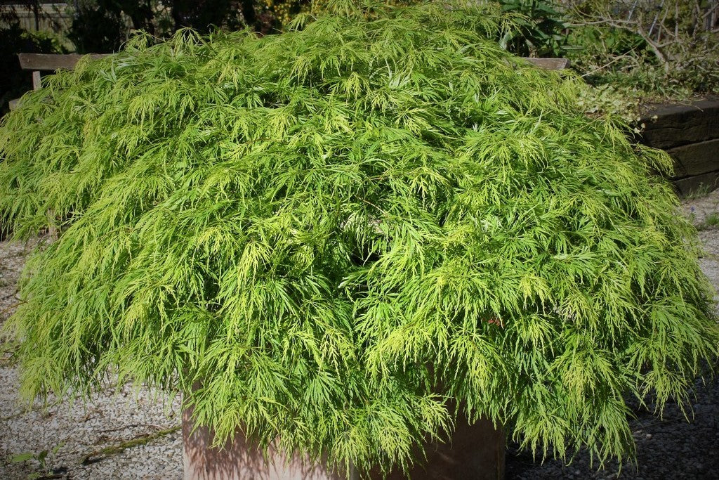 Acer Palmatum 'Dissectum' (Japanse Esdoorn)