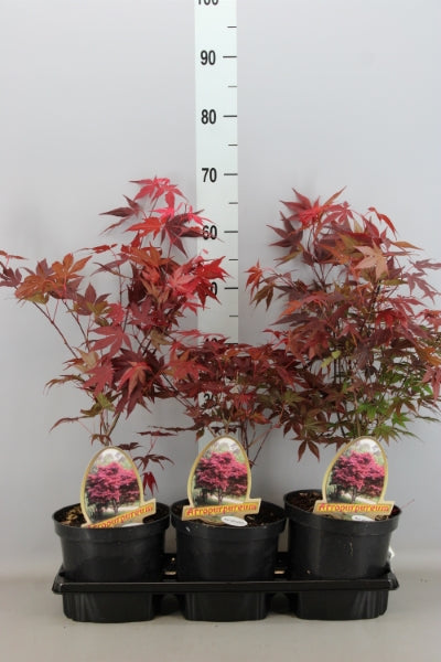Acer Palmatum (Japanse Esdoorn)