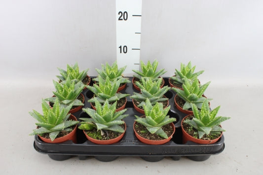 Aloe Vera (wonderplant)