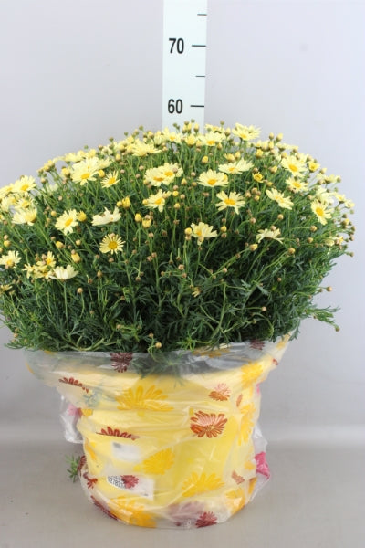 Argyranthemum Anthemis Frutescens (struikmargriet / Daisy)