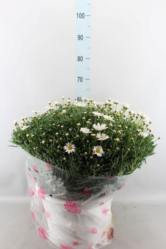 Argyranthemum Anthemis Frutescens (struikmargriet / Daisy)