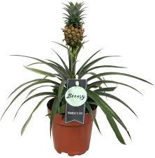 Breasy Bromelia Pineapple (Ananasplant)