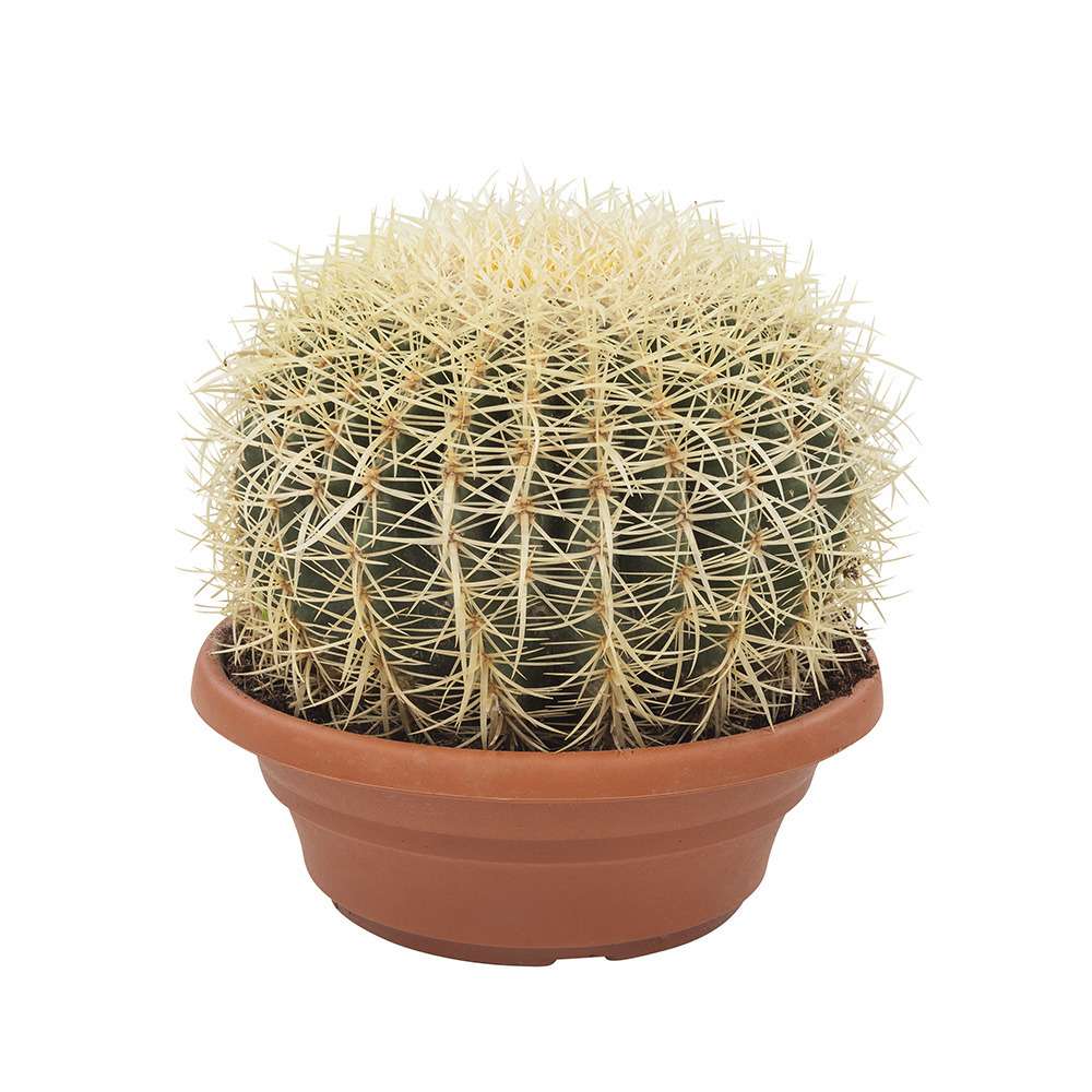 Cactus - Echinocactus (schoonmoedersstoel)