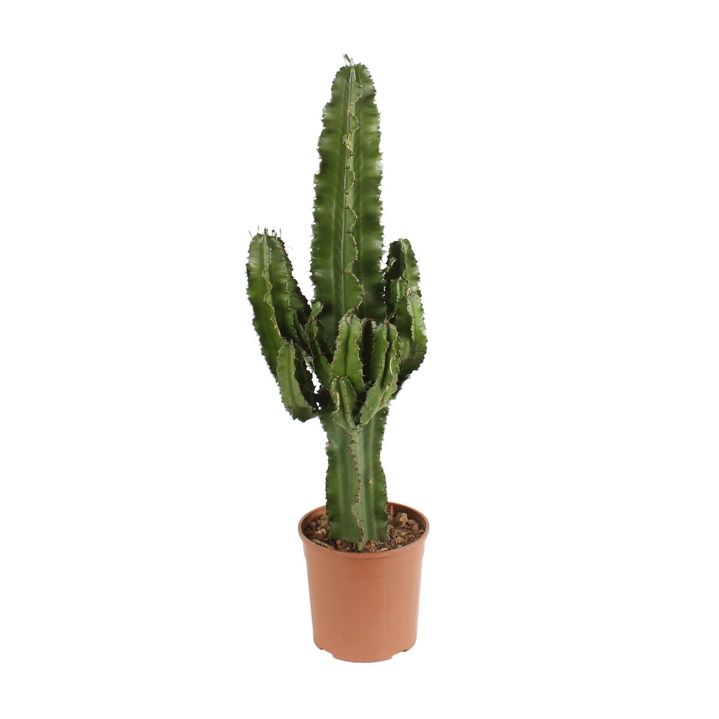 Euphorbia Ingens (cowboycactus)