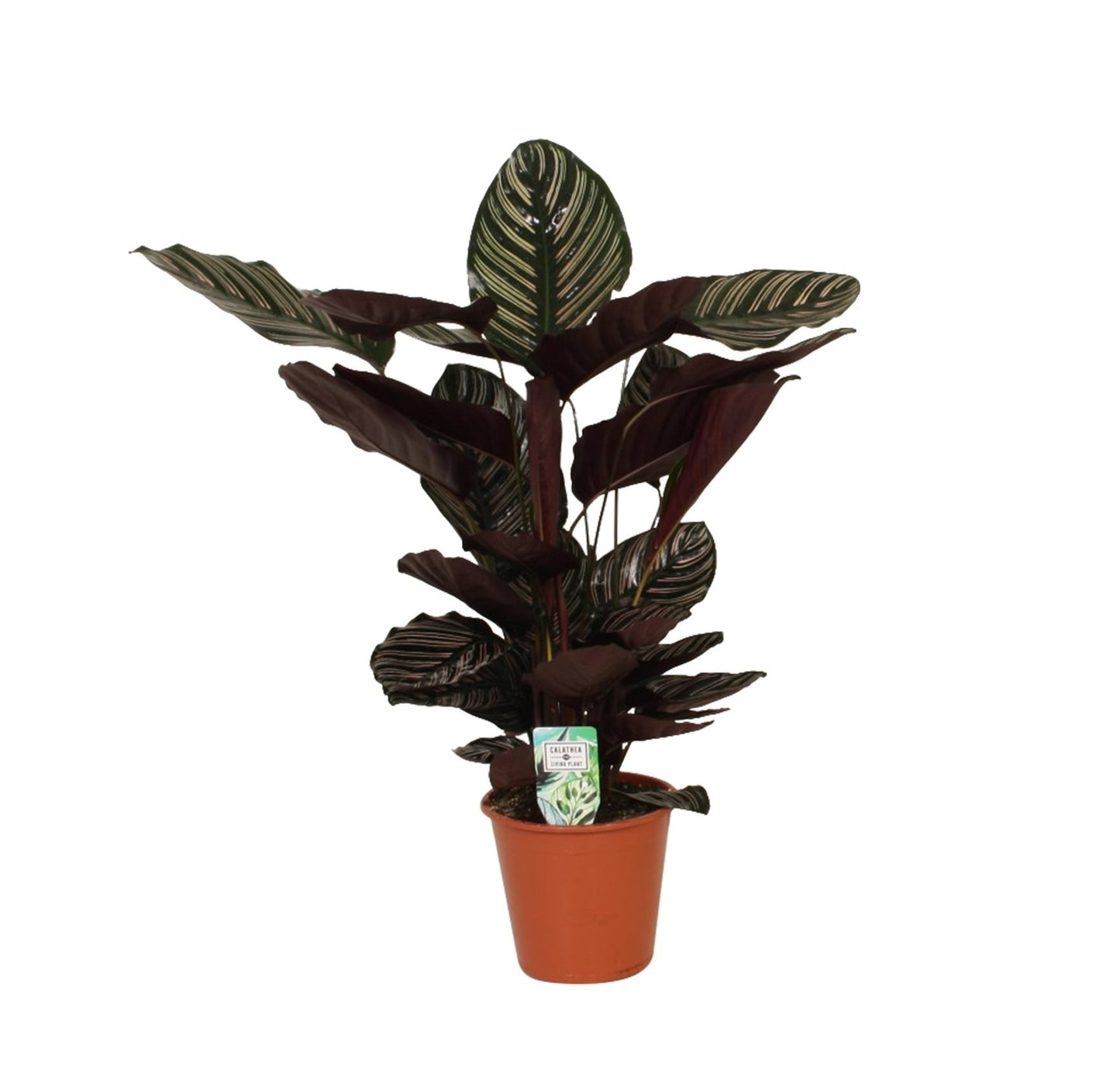 Calathea Ornata (schaduwplant)