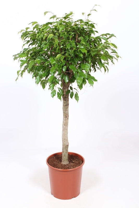 Ficus Benjamina op stam