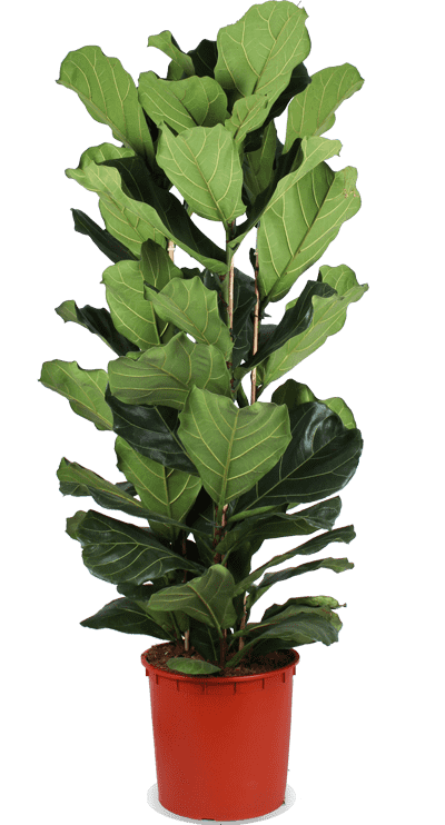 Ficus Lyrata (vioolbladplant)