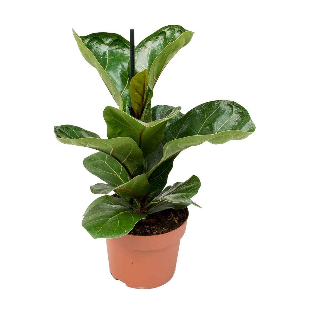 Ficus Lyrata (vioolbladplant)