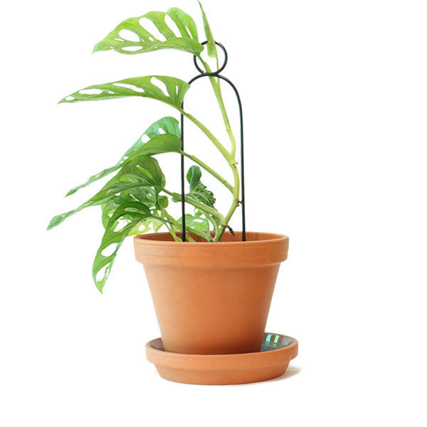 Mini plantensteun POMPOM - Klimplantensteun