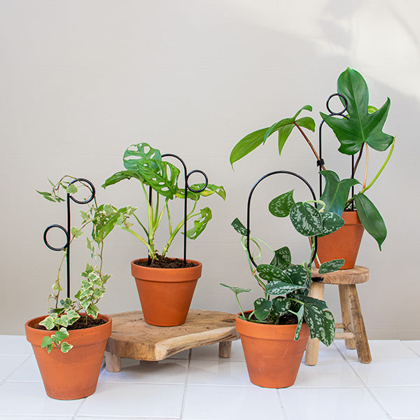 Mini plantensteun HOOP - Klimplantensteun