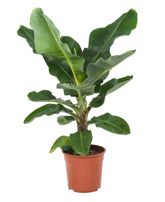 Musa (bananenplant)