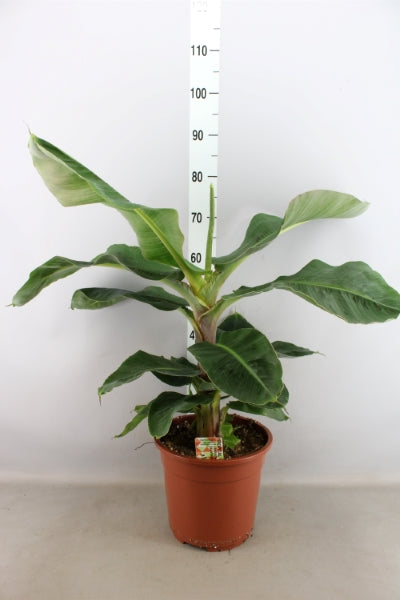 Musa (bananenplant)