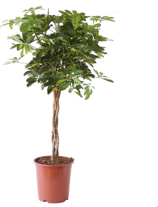 Schefflera Arboricola (vingerboom)