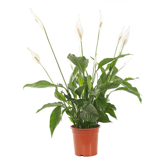 Spathiphyllum (lepelplant)