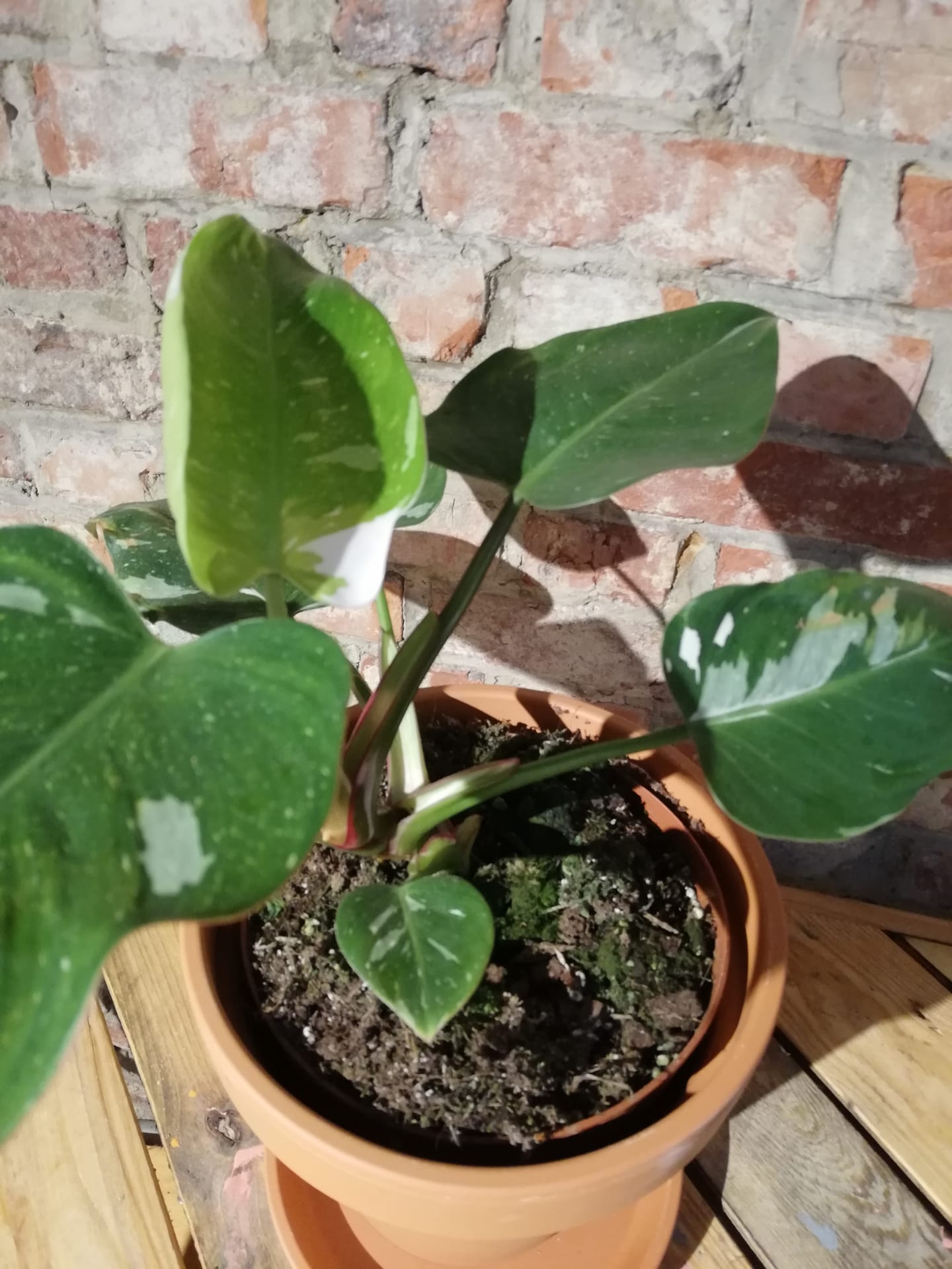 Philodendron White Princess (EXCLUSIEF)