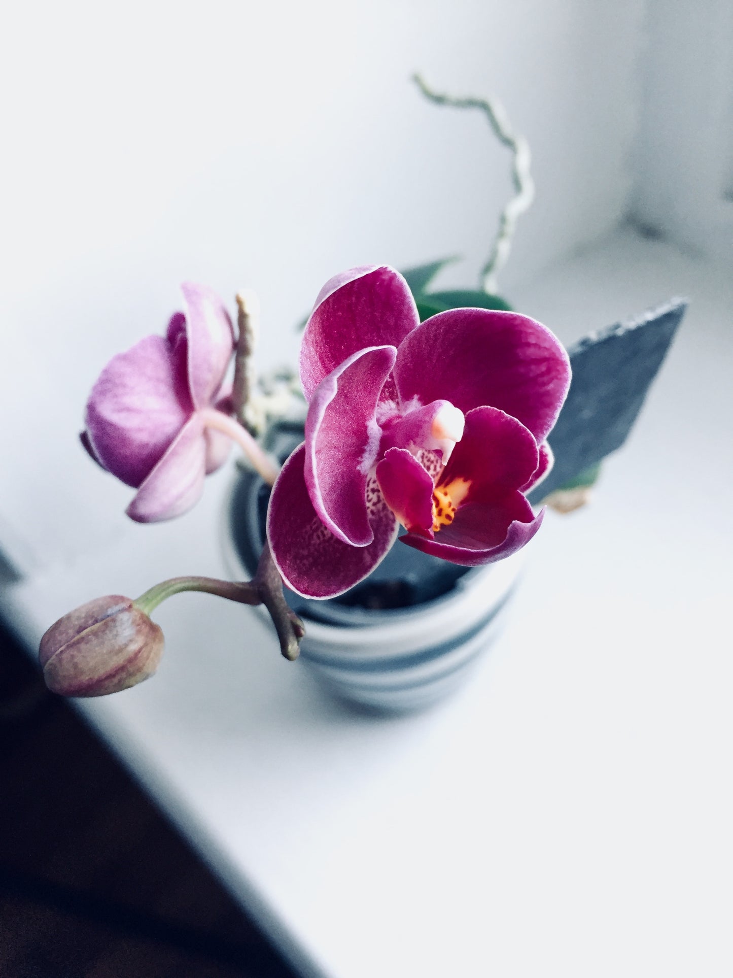 Potgrond Orchideën